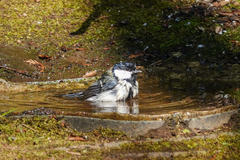 f:id:SiO79:20220211191301j:plain