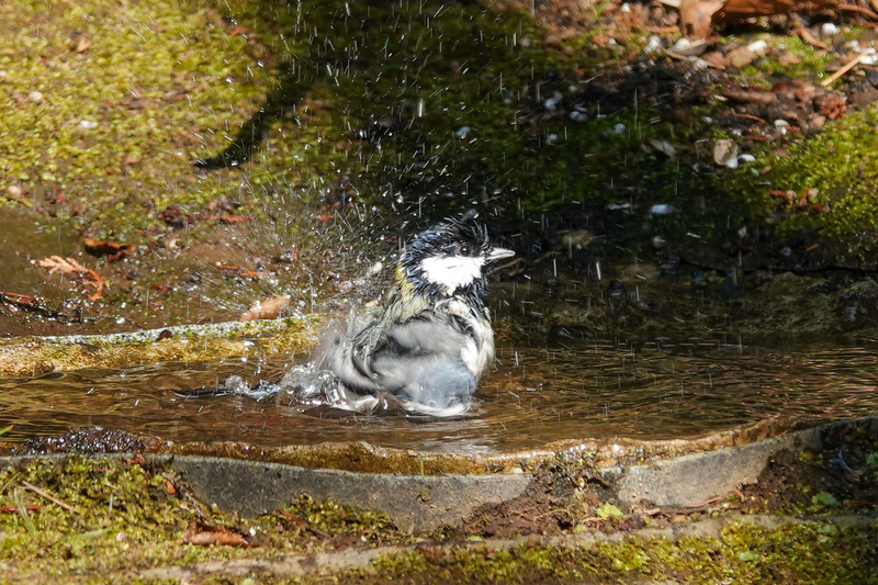 f:id:SiO79:20220211191312j:plain