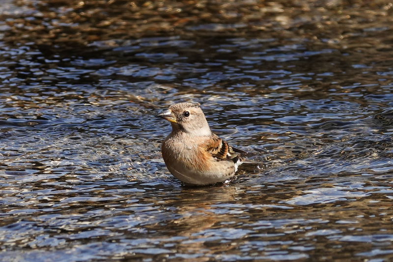 f:id:SiO79:20220212230158j:plain