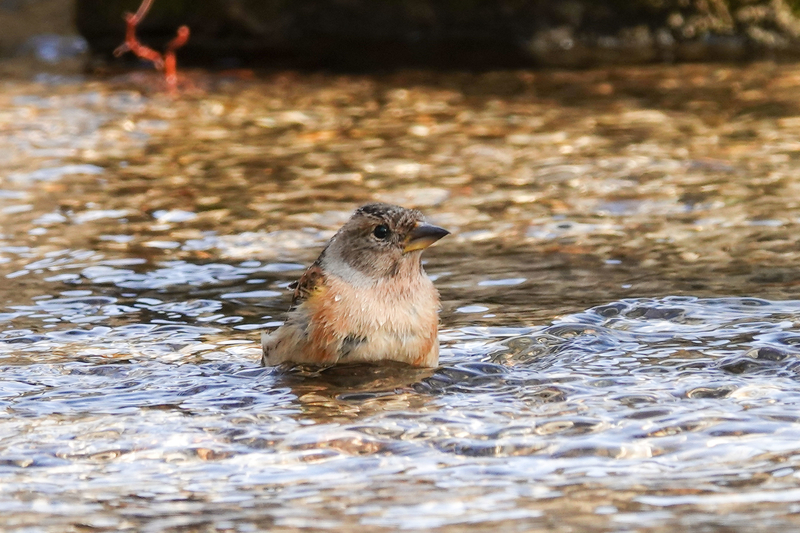 f:id:SiO79:20220212230207j:plain