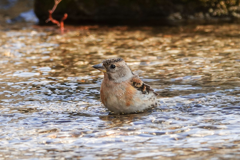 f:id:SiO79:20220212230225j:plain