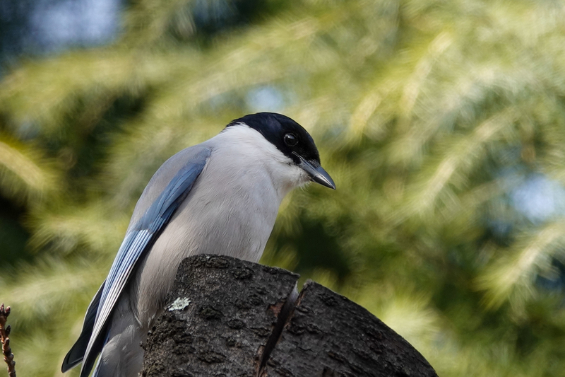 f:id:SiO79:20220212230250j:plain