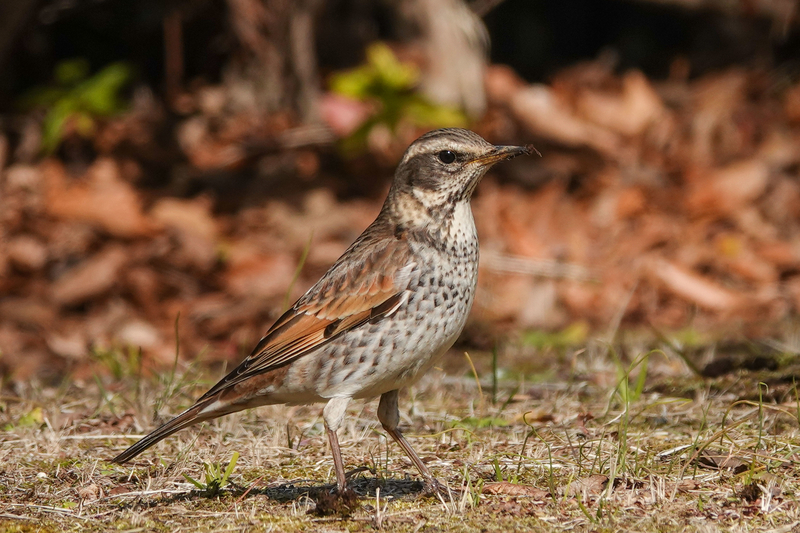 f:id:SiO79:20220212230315j:plain