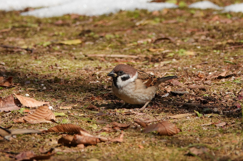 f:id:SiO79:20220212230342j:plain