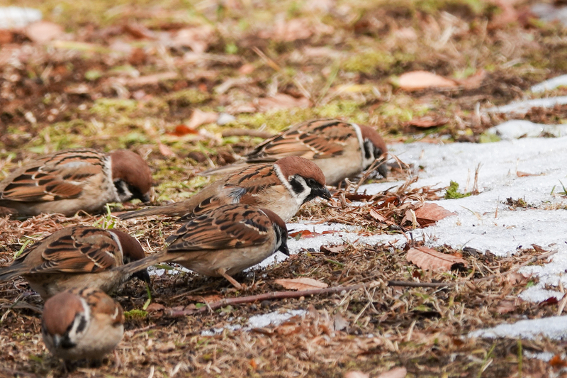 f:id:SiO79:20220212230502j:plain