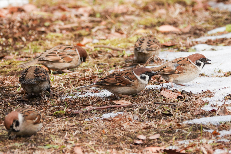 f:id:SiO79:20220212230532j:plain