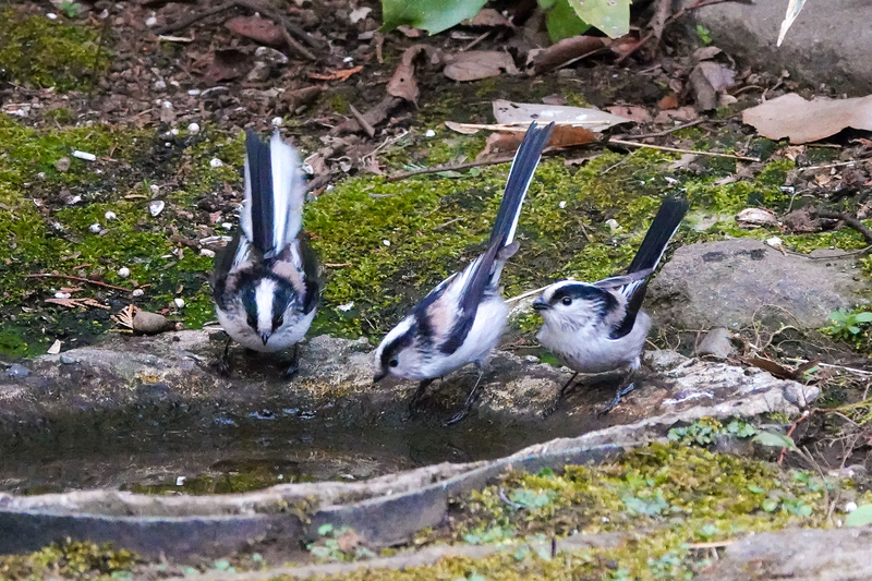 f:id:SiO79:20220311185358j:plain