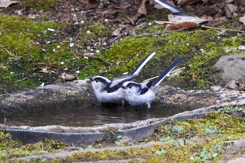 f:id:SiO79:20220311185407j:plain