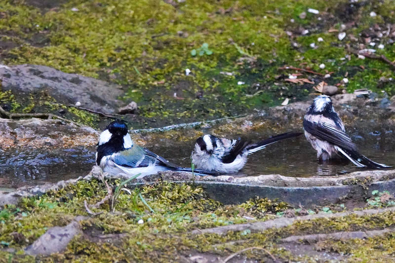 f:id:SiO79:20220311185458j:plain