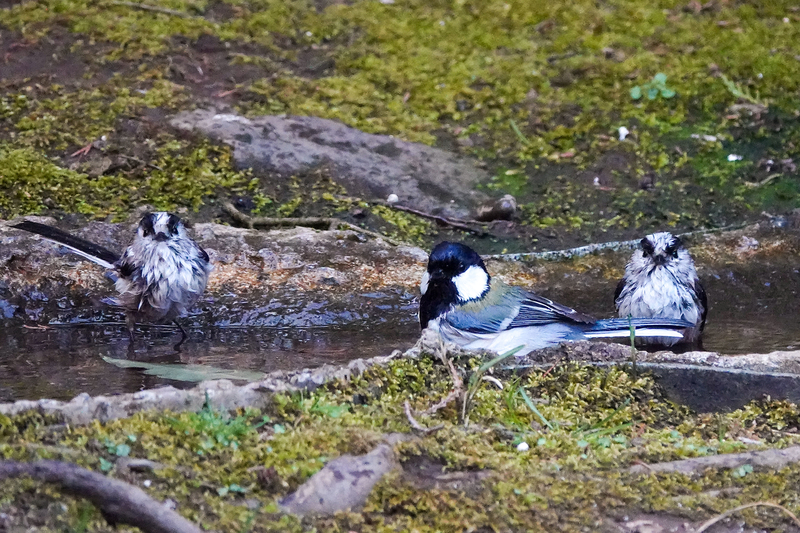 f:id:SiO79:20220311185523j:plain