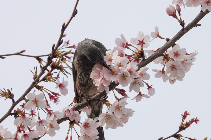 f:id:SiO79:20220402195011j:plain