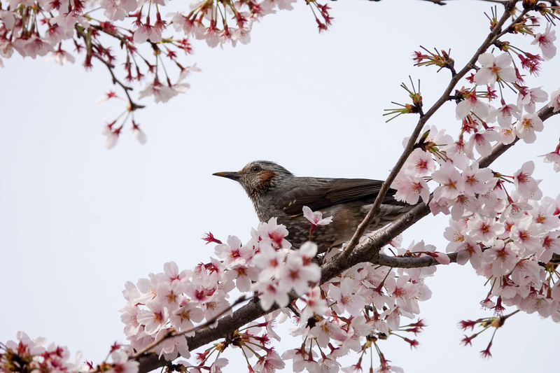 f:id:SiO79:20220402195023j:plain