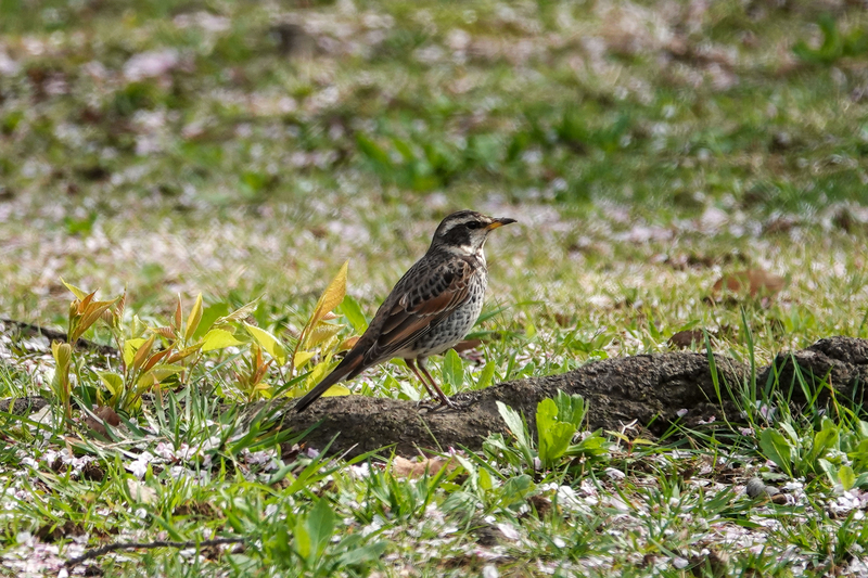 f:id:SiO79:20220402195034j:plain