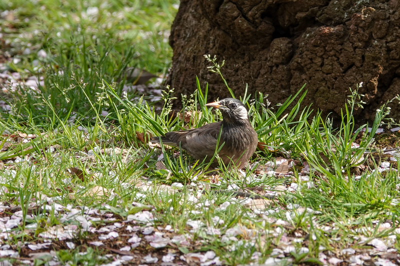 f:id:SiO79:20220402195045j:plain