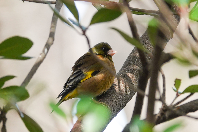 f:id:SiO79:20220402195056j:plain