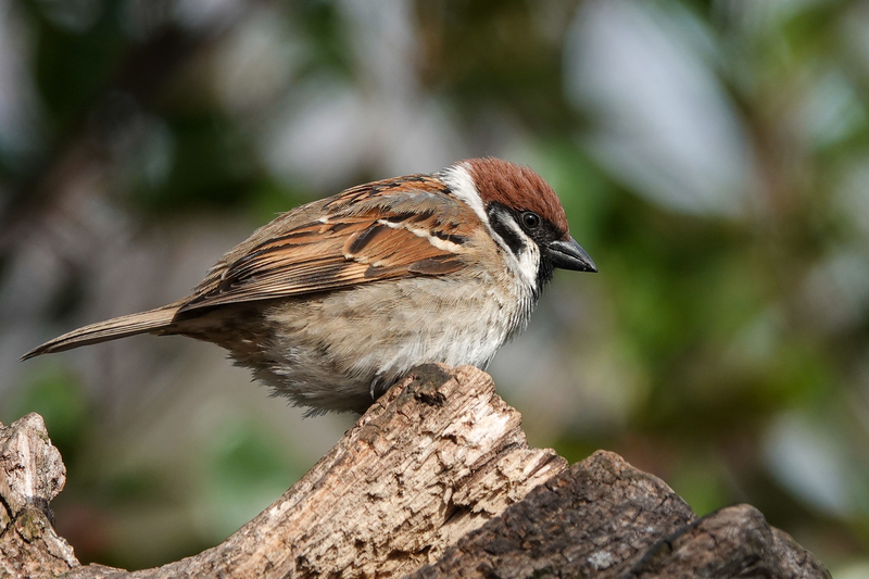 f:id:SiO79:20220402195139j:plain