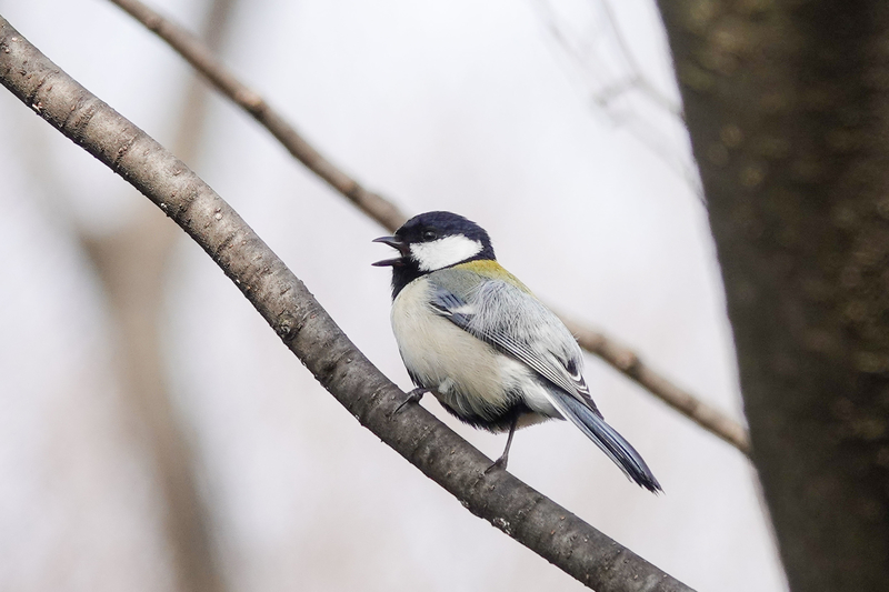 f:id:SiO79:20220402195148j:plain