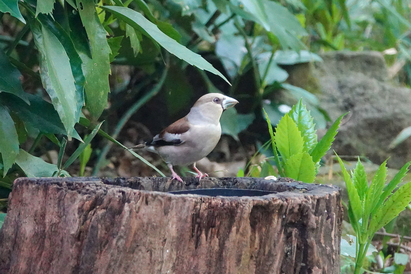 f:id:SiO79:20220410184310j:plain