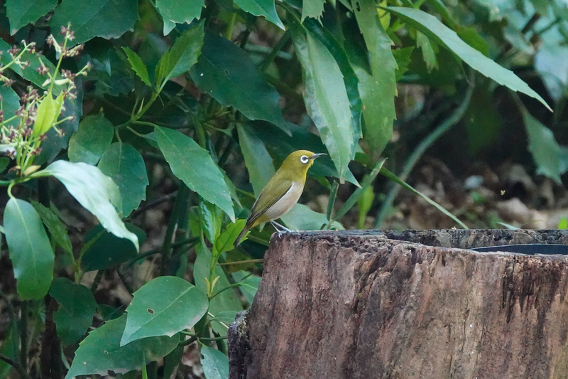 f:id:SiO79:20220410184319j:plain