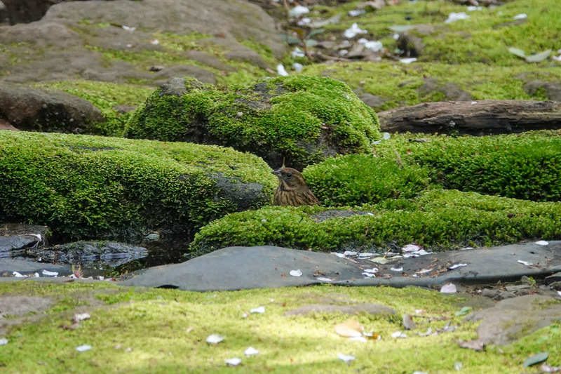 f:id:SiO79:20220410184332j:plain