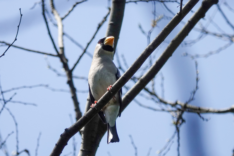 f:id:SiO79:20220410184342j:plain