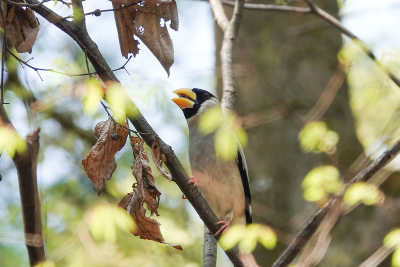 f:id:SiO79:20220410184412j:plain