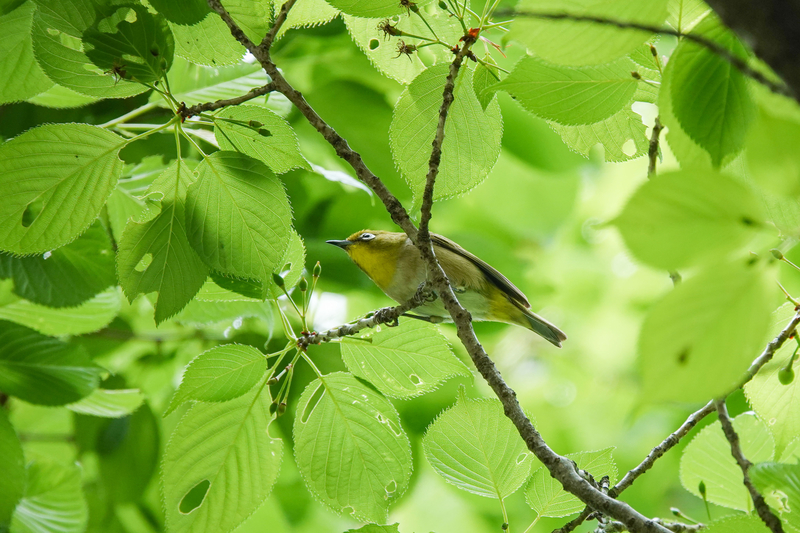 f:id:SiO79:20220417174520j:plain