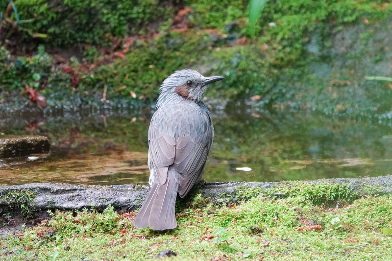 f:id:SiO79:20220417174529j:plain