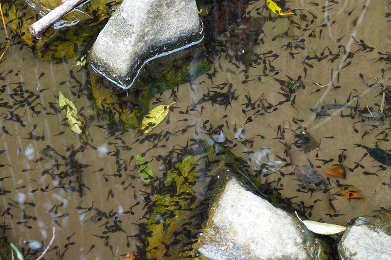 f:id:SiO79:20220417174551j:plain