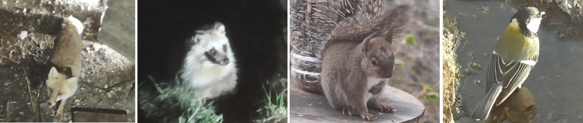 f:id:SiWaSu_CaT:20190829212636j:plain f:id:SiWaSu_CaT:20190829212636j:plain