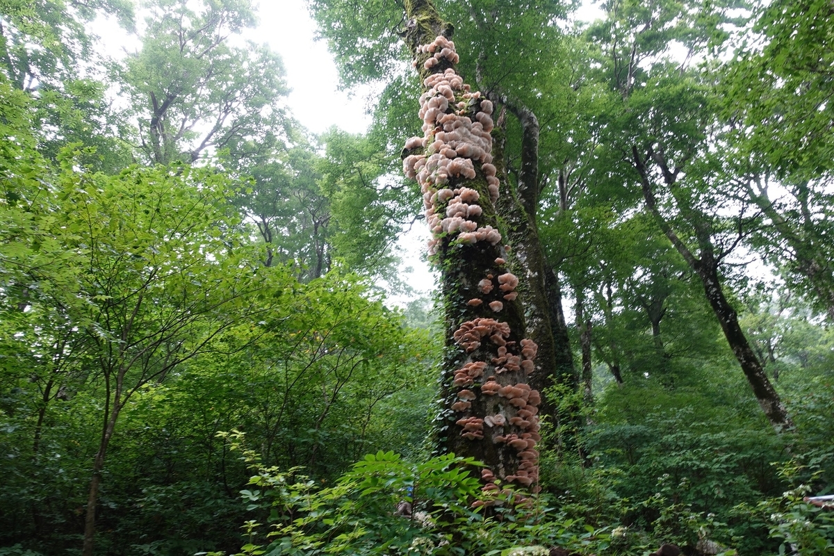 f:id:SiWaSu_CaT:20200923221319j:plain