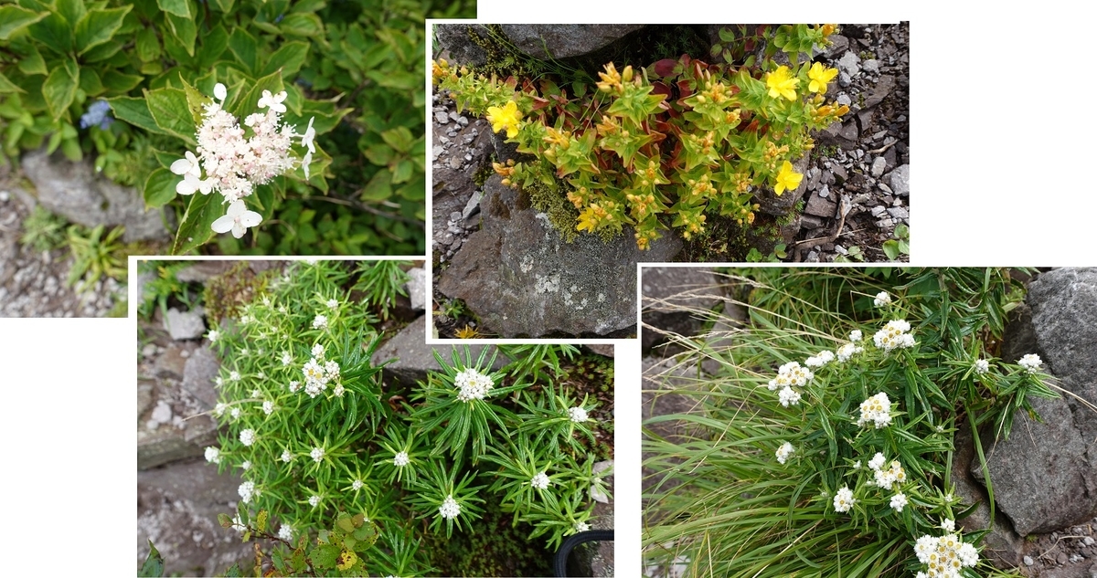 f:id:SiWaSu_CaT:20200923221530j:plain