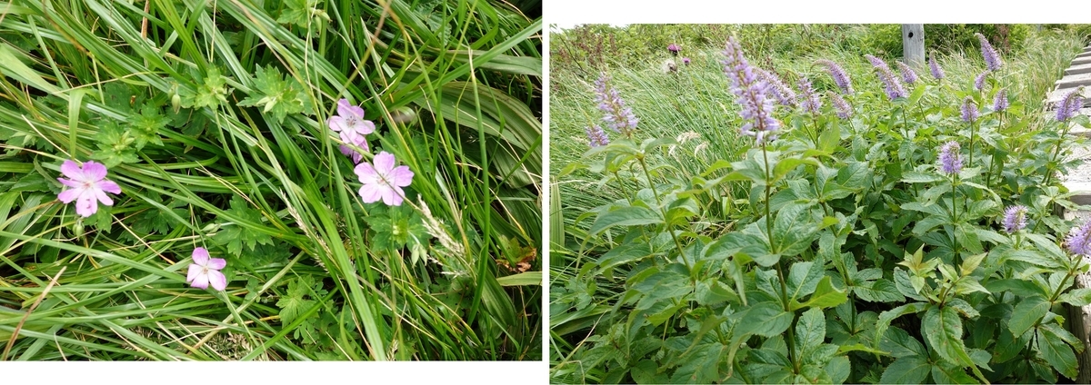 f:id:SiWaSu_CaT:20200923221902j:plain