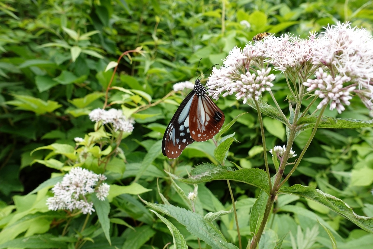 f:id:SiWaSu_CaT:20201014223630j:plain f:id:SiWaSu_CaT:20201014223630j:plain