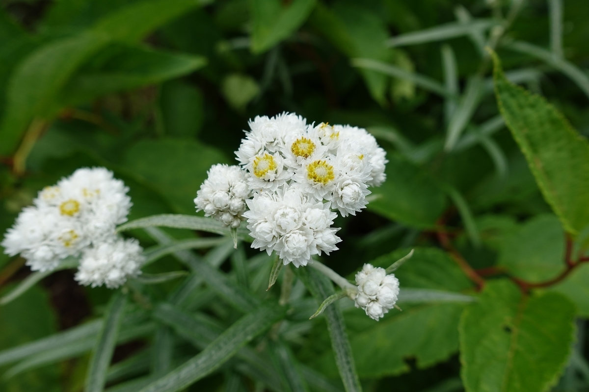 f:id:SiWaSu_CaT:20201014223635j:plain f:id:SiWaSu_CaT:20201014223635j:plain