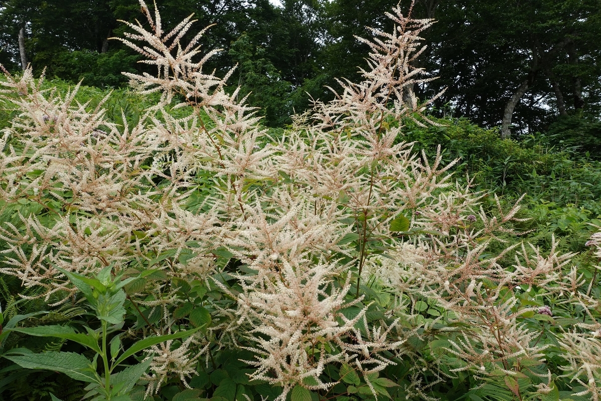 f:id:SiWaSu_CaT:20201014223828j:plain f:id:SiWaSu_CaT:20201014223828j:plain