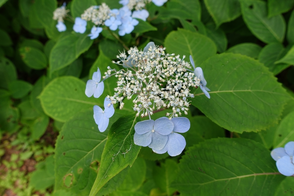 f:id:SiWaSu_CaT:20201014225259j:plain f:id:SiWaSu_CaT:20201014225259j:plain