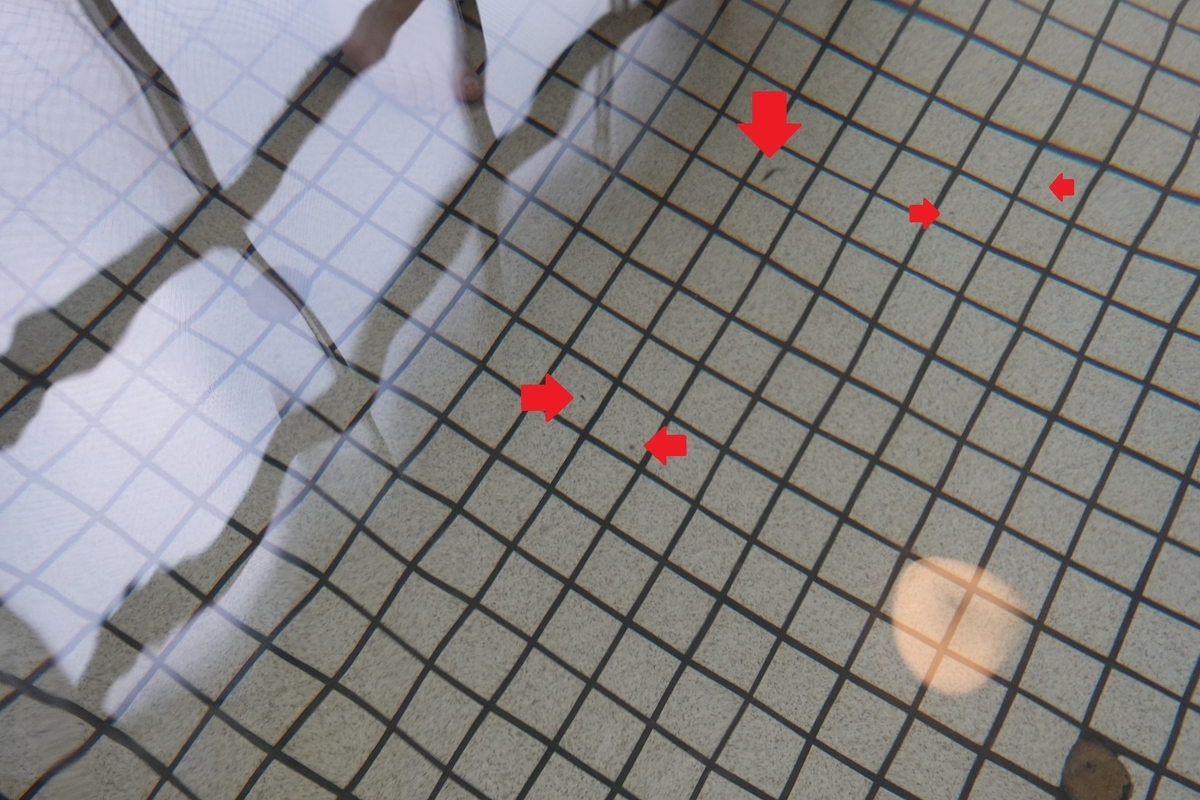 f:id:SiWaSu_CaT:20210606211326j:plain