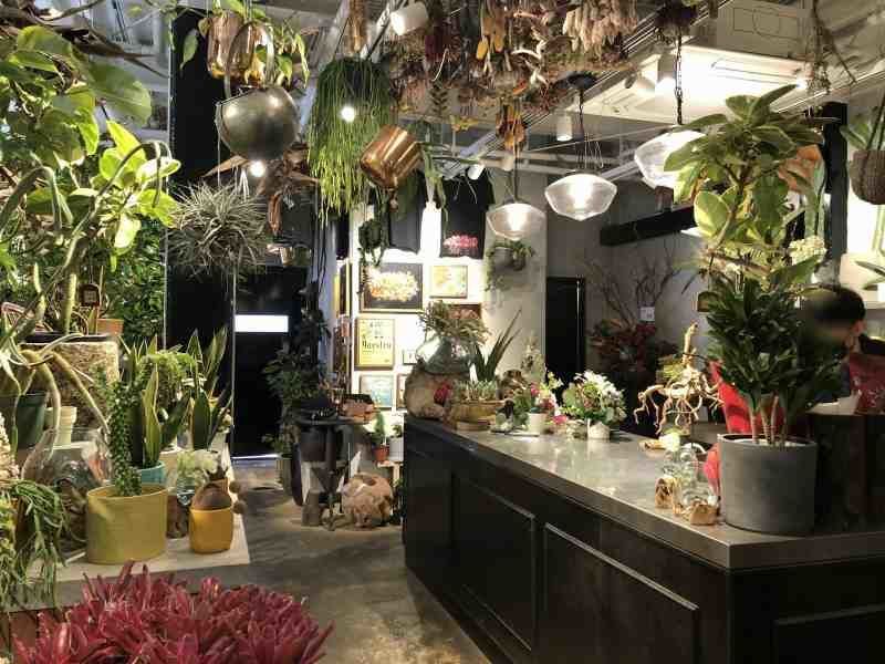 京都 Maestro で植物を買う 御所南にあるおすすめのオシャレ花屋さん Sns映えするカフェもありまっせ モノバカ モノばかり紹介するレビューブログ 京都 Maestro で植物を買う 御所南にあるおすすめのオシャレ花屋さん Sns映えするカフェもありまっせ モノバカ モノばかり紹介するレビューブログ