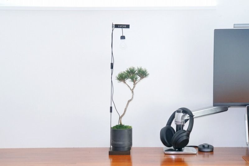 おしゃれ　植物　LED