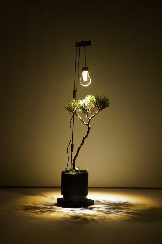 おしゃれ　植物 照明