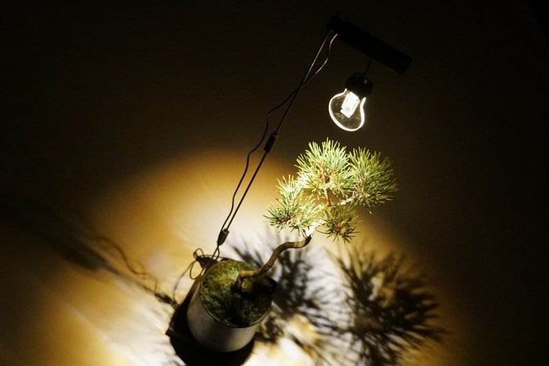 植物用ライト 照明