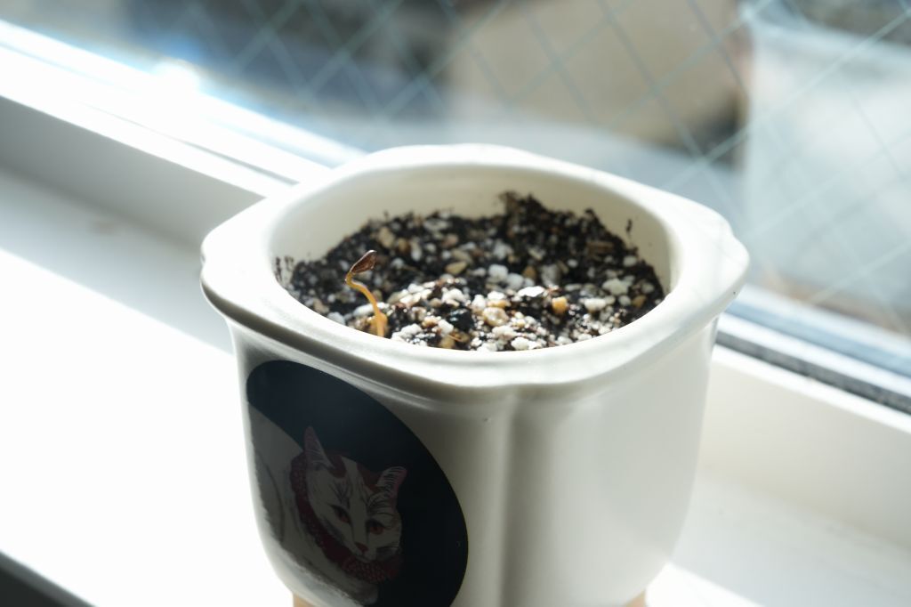 盆栽　芽　赤松