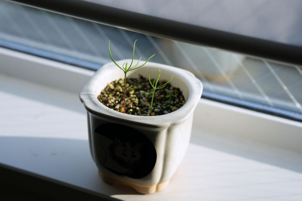 赤松　発芽　盆栽