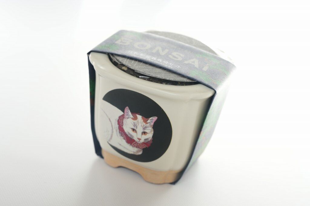 盆栽　キット　初心者　赤松　レビュー
