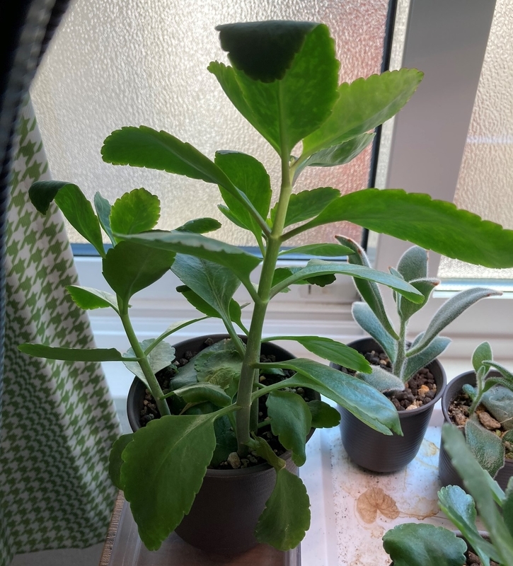 かわいい新作 セイロンベンケイソウの葉 10枚 植物 観葉植物