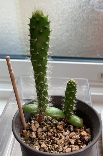 ウチワサボテン サボテンの種ガチャ 成長記録 発芽から11カ月 植替え うさぎと多肉植物 ウチワサボテン サボテンの種ガチャ 成長記録 発芽から11カ月 植替え うさぎと多肉植物