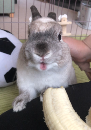 うさぎのごはん おやつ 健康食品 うさぎと多肉植物