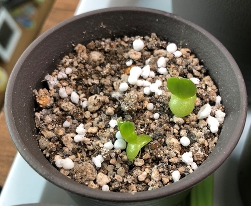 フォーカリア実生成長記録① 種蒔き～発芽～本葉 - うさぎと多肉植物