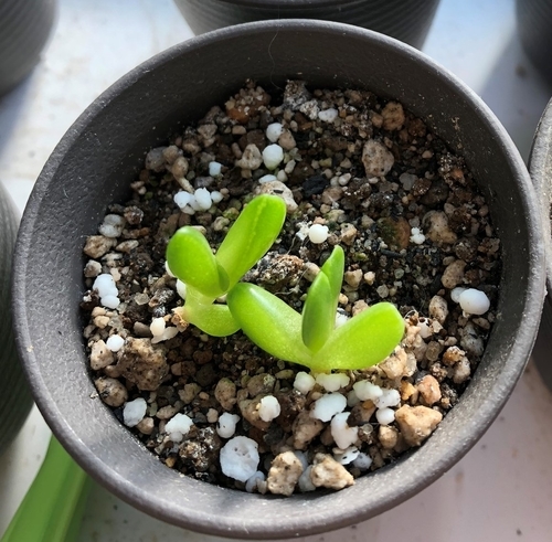 フォーカリア実生成長記録① 種蒔き～発芽～本葉 - うさぎと多肉植物